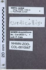 Etikette zu Tetralobus curticollis (NHMW-ZOO-COL-0010567)